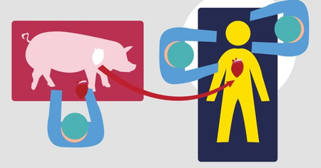 Illustration teckning gris och människa